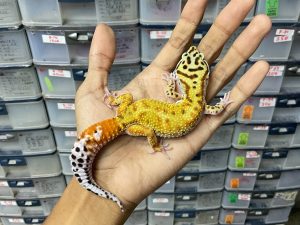 M-149 | EMERINE CARROT TAIL POSSIBLE HET. TREMPER - JANTAN