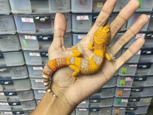 M-150 | ALBINO TREMPER BANDER/ FIRE TREMPER - JANTAN