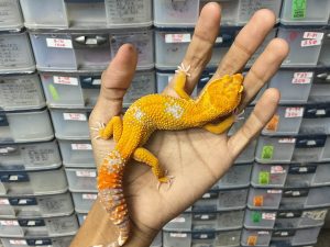 M-151 | ALBINO TREMPER LAVENDER - JANTAN