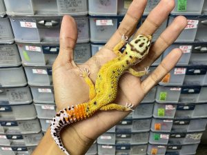 J-224 | EMERINE RED STRIPE HET. TREMPER - BETINA
