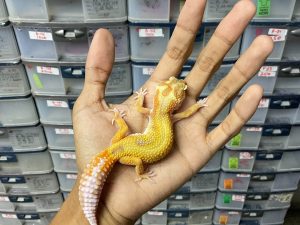 J-225 | APTOR RED STRIPE - BETINA