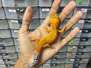 J-226 | EMERINE - BETINA