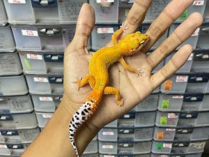 J-227 | EMERINE JUNGLE POSSIBLE PATTERNLESS - BETINA