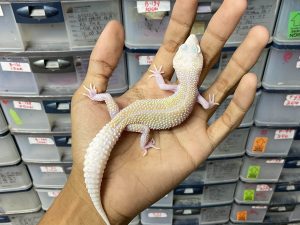 J-228 | WHITE N YELLOW MACK SNOW RAPTOR - BETINA