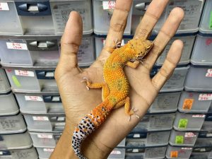 J-229 | EMERINE POSSIBLE HET. TREMPER - BETINA