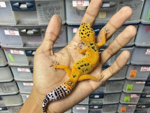 J-232 | EMERINE POSSIBLE HET. TREMPER - BETINA