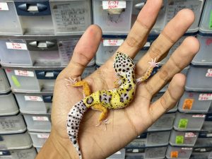 J-236 | MACK SNOW HET. ECLIPSE - BETINA