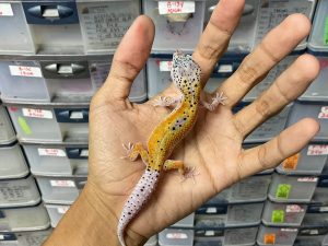 J-237 | BLACK HOLE/ MACK SNOW ENIGMA ECLIPSE - BETINA