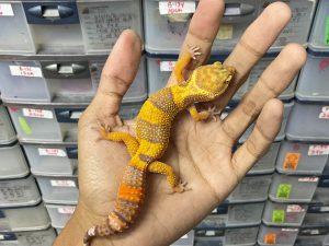 J-244 | SUNSPOT - BETINA