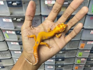 J-245 | APTOR ENIGMA BLOOD RED STRIPE - BETINA