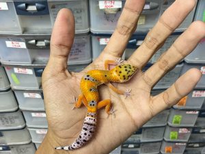 J-246 | EMERINE - BETINA