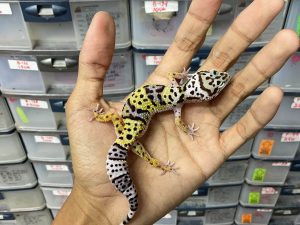 J-247 | TUG SNOW AFGHAN BLOOD LINE POSSIBLE HET. TREMPER - JANTAN