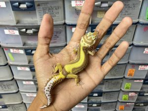 J-250 | ALBINO TREMPER BOLD STRIPE - BETINA