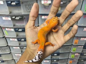 J-251 | EMERINE - BETINA