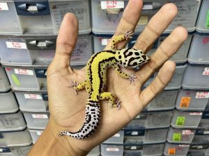 J-252 | BOLD STRIPE POSSIBLE HET. TREMPER - BETINA