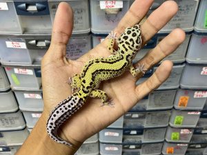 J-254 | BOLD STRIPE PH. TREMPER - BETINA