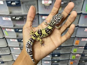 J-255 | AFGHAN CROSS - BETINA