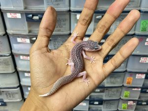 P-187 | PIED (SUPER PIED) POSSIBLE HET. TREMPER -INCUB. BETINA