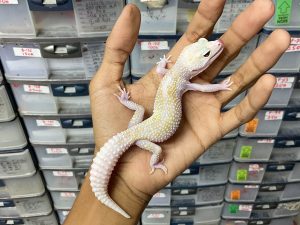 P-210 | WHITE N YELLOW MACK SNOW RAPTOR - BETINA