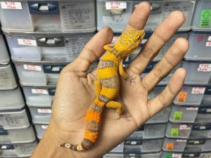 P-211 | SUNSPOT - BETINA