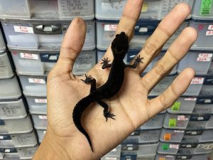 P-214 | BLACK NIGHT SOLID POSSIBLE HET. TREMPER - INCUB. BETINA