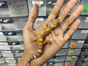 B-295 | ALBINO TREMPER TANGERINE - INCUB. BETINA