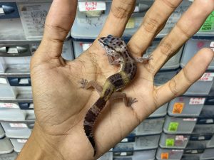 B-299 | BLACK NIGHT CROSS POSSIBLE HET. TREMPER - INCUB. JANTAN