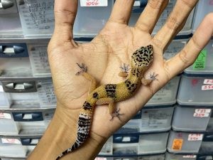 B-300 | BLACK NIGHT CROSS POSSIBE HET.  TREMPER - INCUB. JANTAN