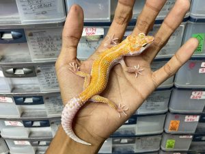J-264 | ALBINO TREMPER ENIGMA HET. ECLIPSE - JANTAN
