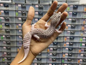 P-122 | PIED (EXTREME PIED) POSSIBLE HET. TREMPER - BETINA