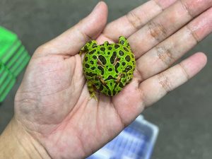 OR-2 | BABY PACMAN ORNATA