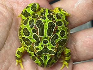 OR-3 | BABY PACMAN ORNATA