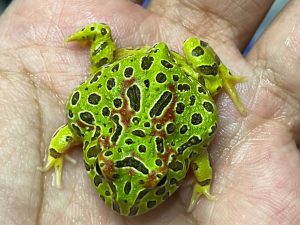 OR-4 | BABY PACMAN ORNATA