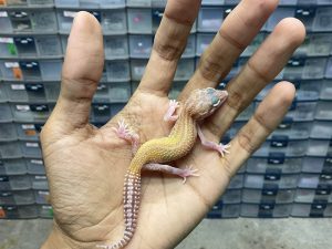 B-303 | MACK SNOW RAPTOR STRIPE - INCUB. BETINA