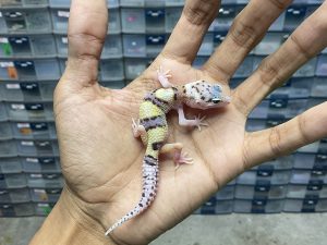 B-307 | MACK SNOW ECLIPSE (SNAKE EYE) - INCUB. BETINA