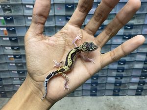 B-310 | MACK SNOW ECLIPSE HET. TREMPER - INCUB. JANTAN