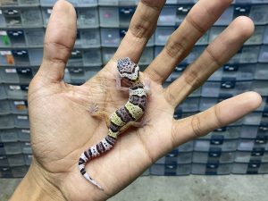 B-312 | MACK SNOW POSSIBLE HET. ALBINO BELL - INCUB. JANTAN