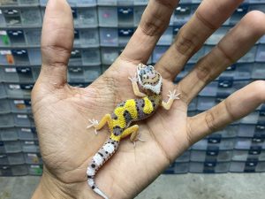 B-313 | TANGERINE - INCUB. BETINA