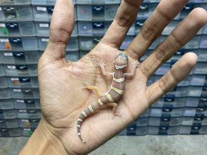 B-314 | ALBINO TREMPER BLACK NIGHT/ CHOCCO - INCUB. JANTAN