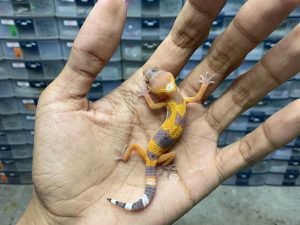 B-317 | SHTCT HET. ALBINO TREMPER - INCUB. BETINA