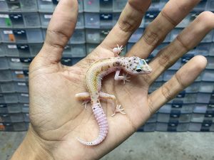 B-318 | HYPO ENIGMA POSSIBLE HET. ALBINO TREMPER - INCUB. BETINA