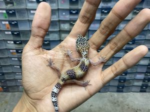 B-323 | BLACK NIGHT SNOW POSSIBLE HET. TREMPER - INCUB. JANTAN