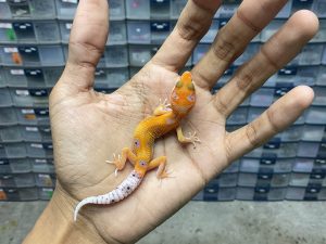 B-326 | HYPO ENIGMA TANGERINE - INCUB. BETINA