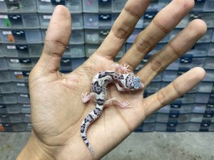 B-327 | MACK SNOW ECLIPSE BLACK NIGHT POSSIBLE HET. TREMPER - INCUB. BETINA