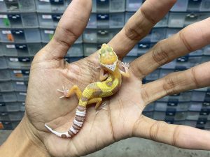 B-329 | MACK SNOW TREMPER HET. ECLIPSE - INCUB. BETINA