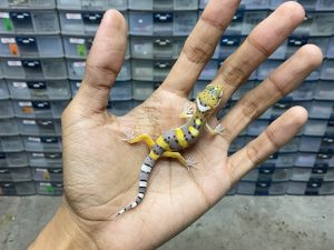 B-331 | HYPO TANGERINE HET. TREMPER - INCUB. BETINA