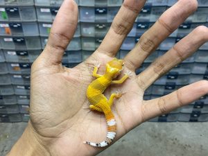 B-332 | SHTCT HET. TREMPER - INCUB. BETINA