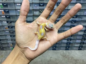 B-334 | HYPO ENIGMA HET. TREMPER - INCUB. BETINA