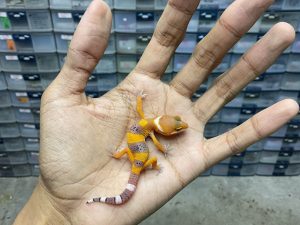 B-335 | SHTCTB HET. TREMPER - INCUB. BETINA