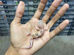 B-336 | MACK SNOW RAPTOR - INCUB. BETINA